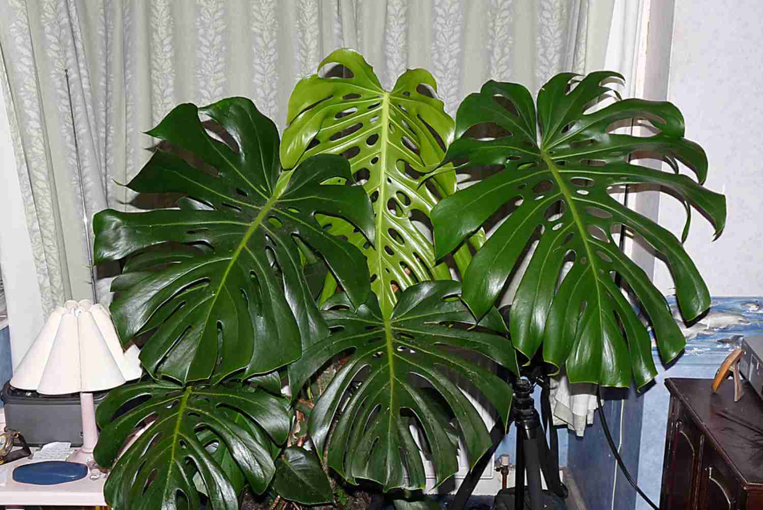 monstera deliciosa plant