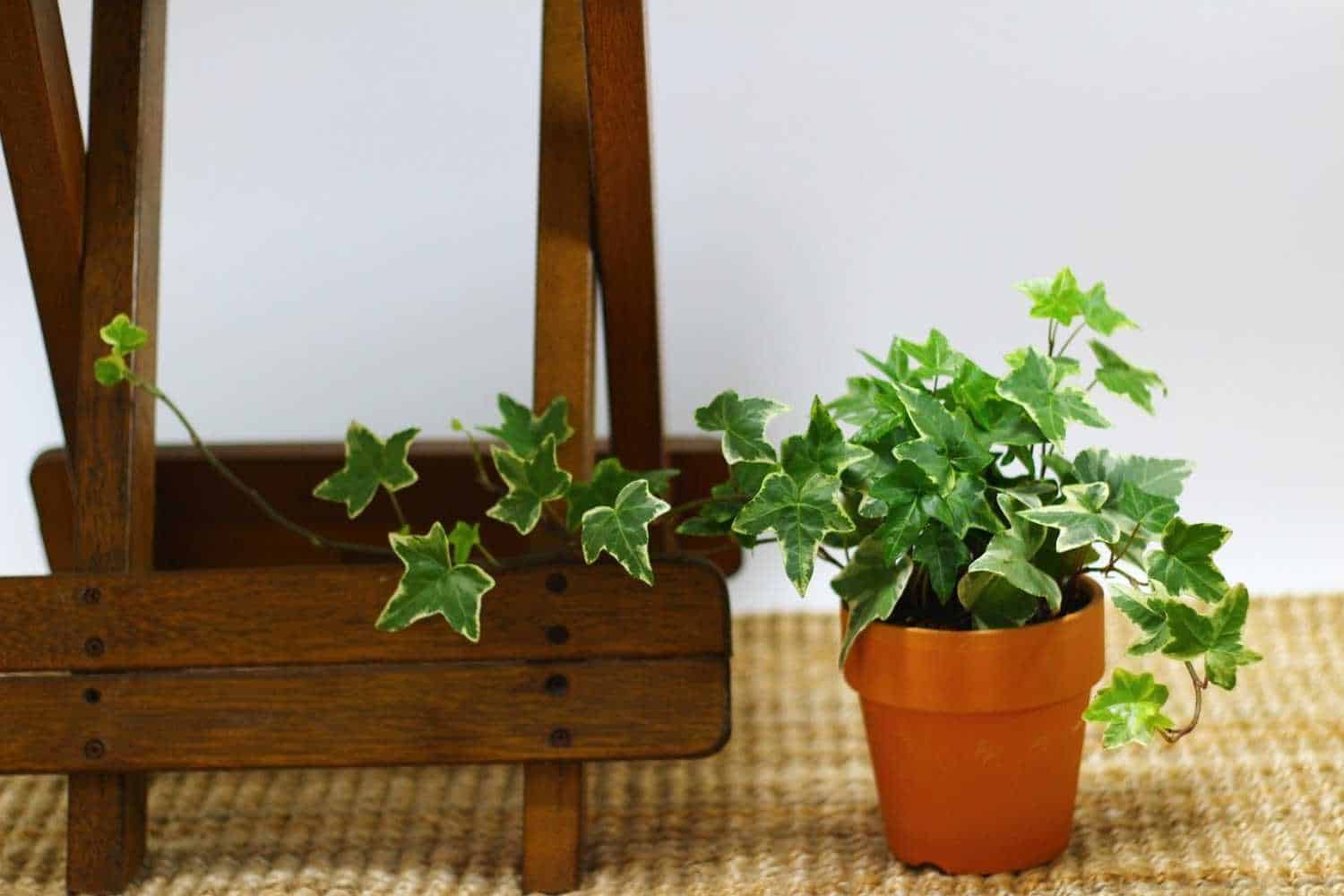 English ivy plant