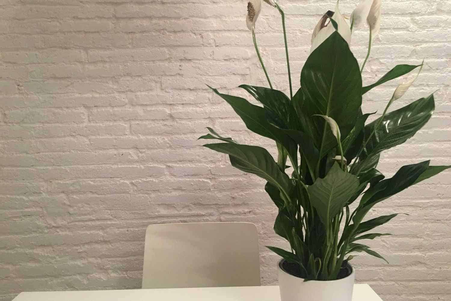 Peace Lily plant