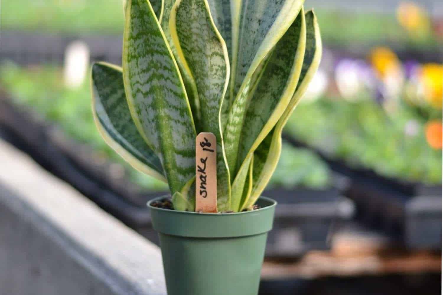 Snake plant