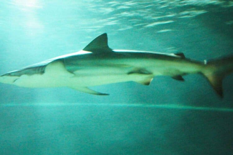 bronze whaler shark