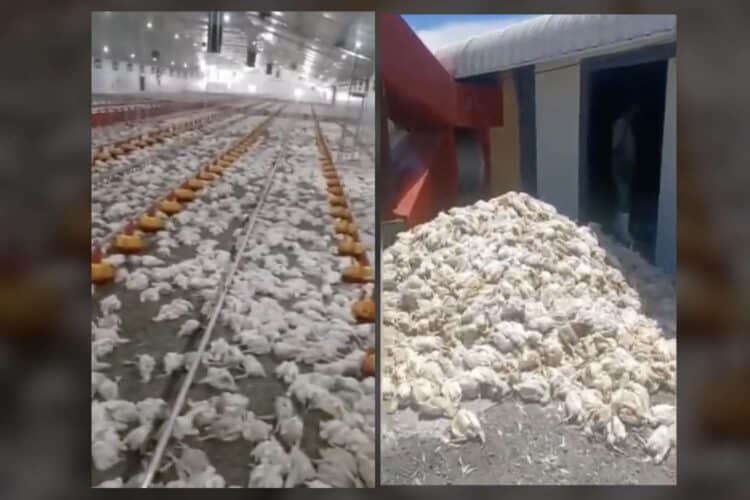 north west broiler chickens mass deaths eskom loadshedding Herman du preez