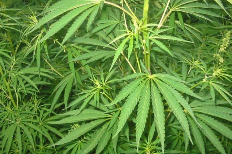 cannabis in South Africa