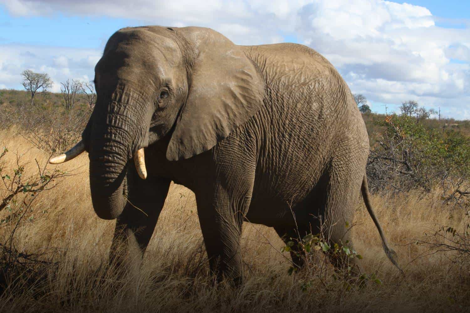 limpopo travel guide Kruger national park