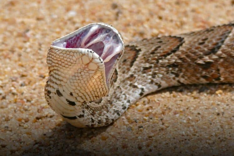 Ekurhuleni snakes puffer adder