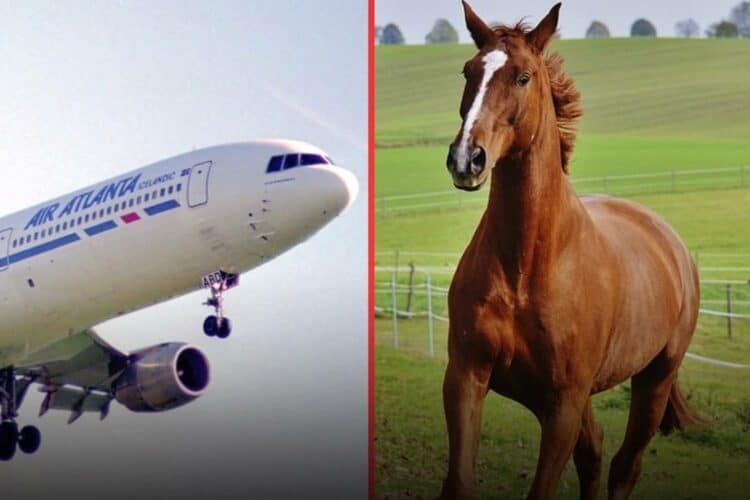 air atlanta Icelandic horse