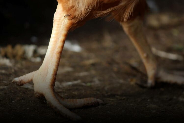 chicken feet meal brits