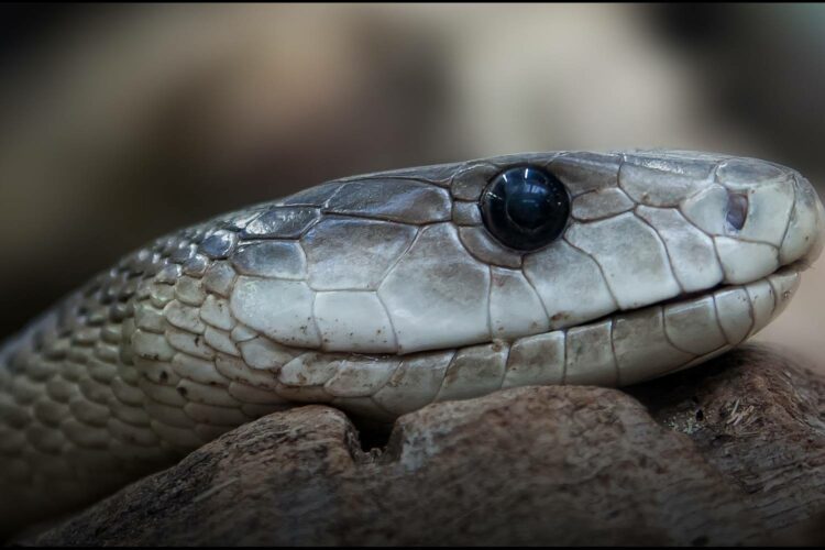 black mamba canelands farm