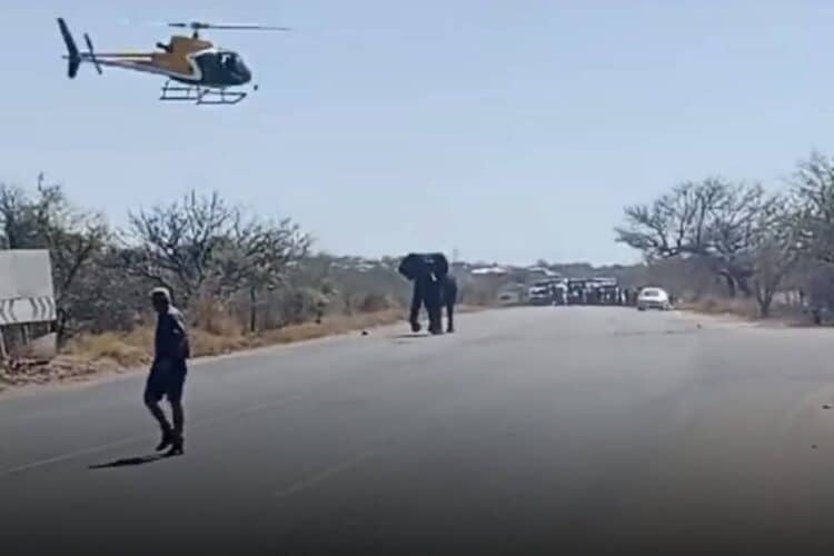 elephants Kruger national park