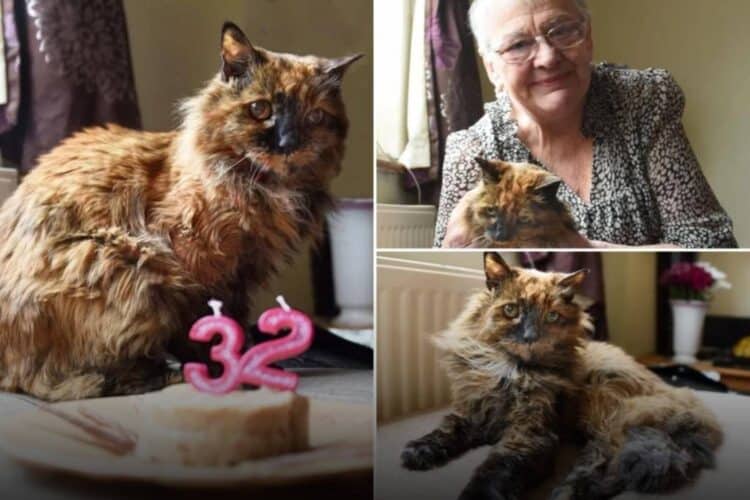 roșie oldest cat în the world