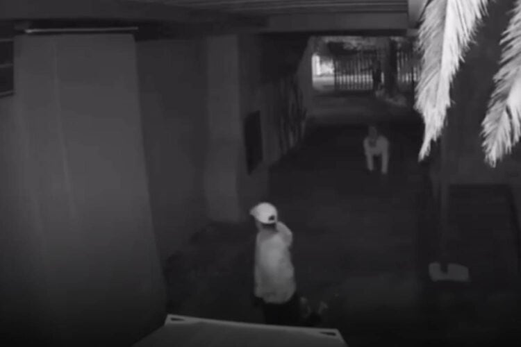 kempton park home invasion