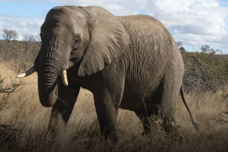Kruger elephant tramples tourist