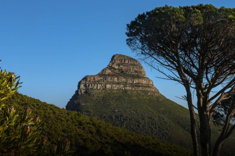 lions head