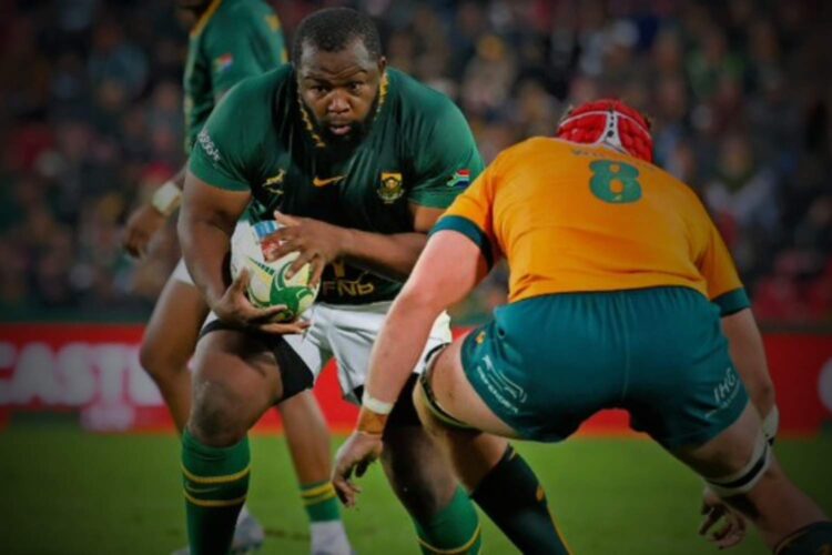 springboks vs australia how to watch predictions