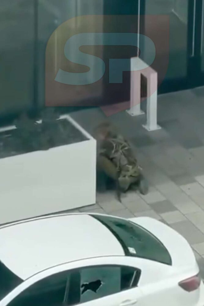 montreal hotel shooting killer 2