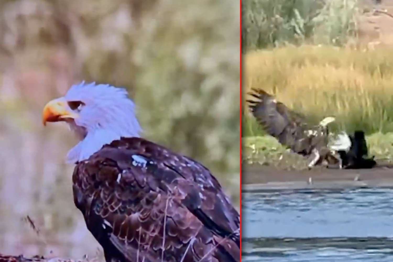 bald eagle jackie in critical condition
