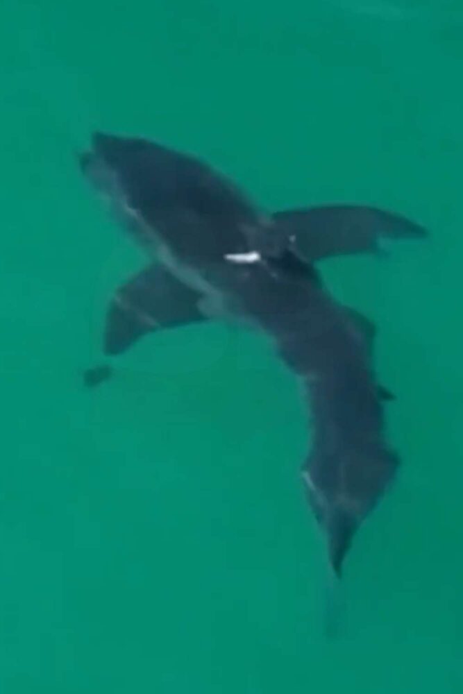 great white shark near malibu swimmers (1)