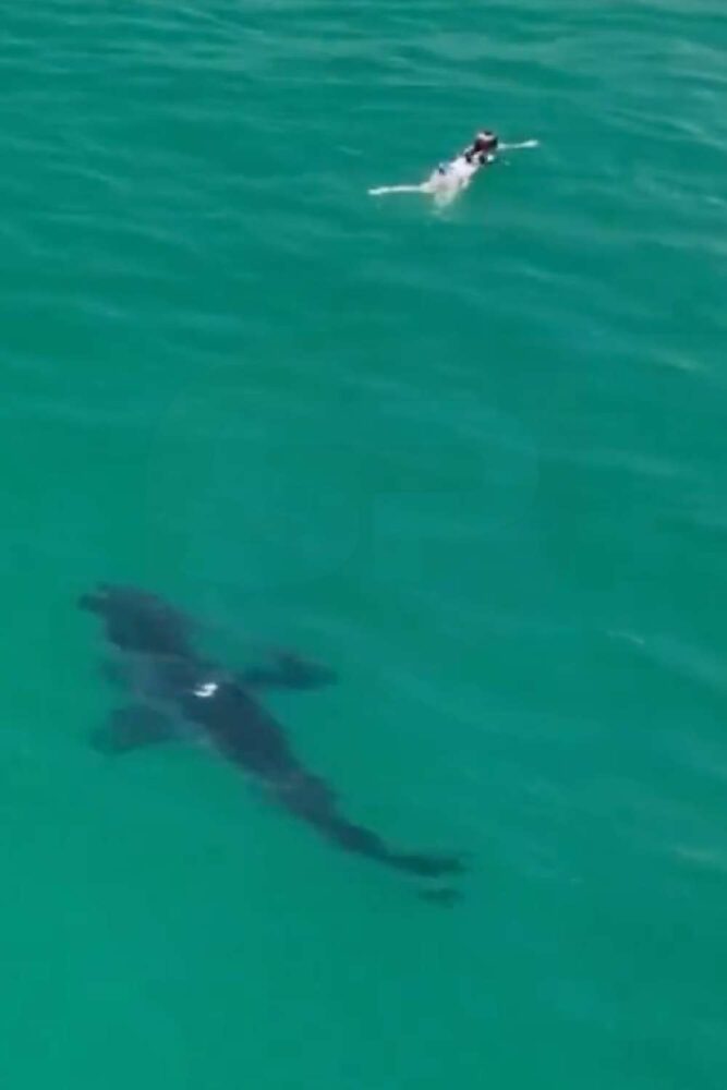 great white shark near malibu swimmers image 2