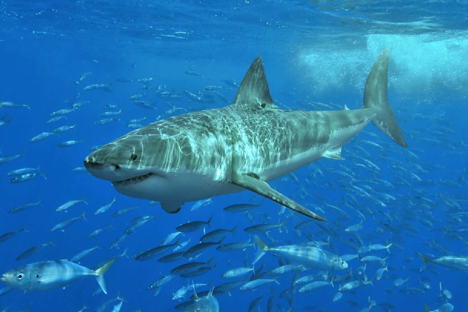 great white shark near malibu swimmers