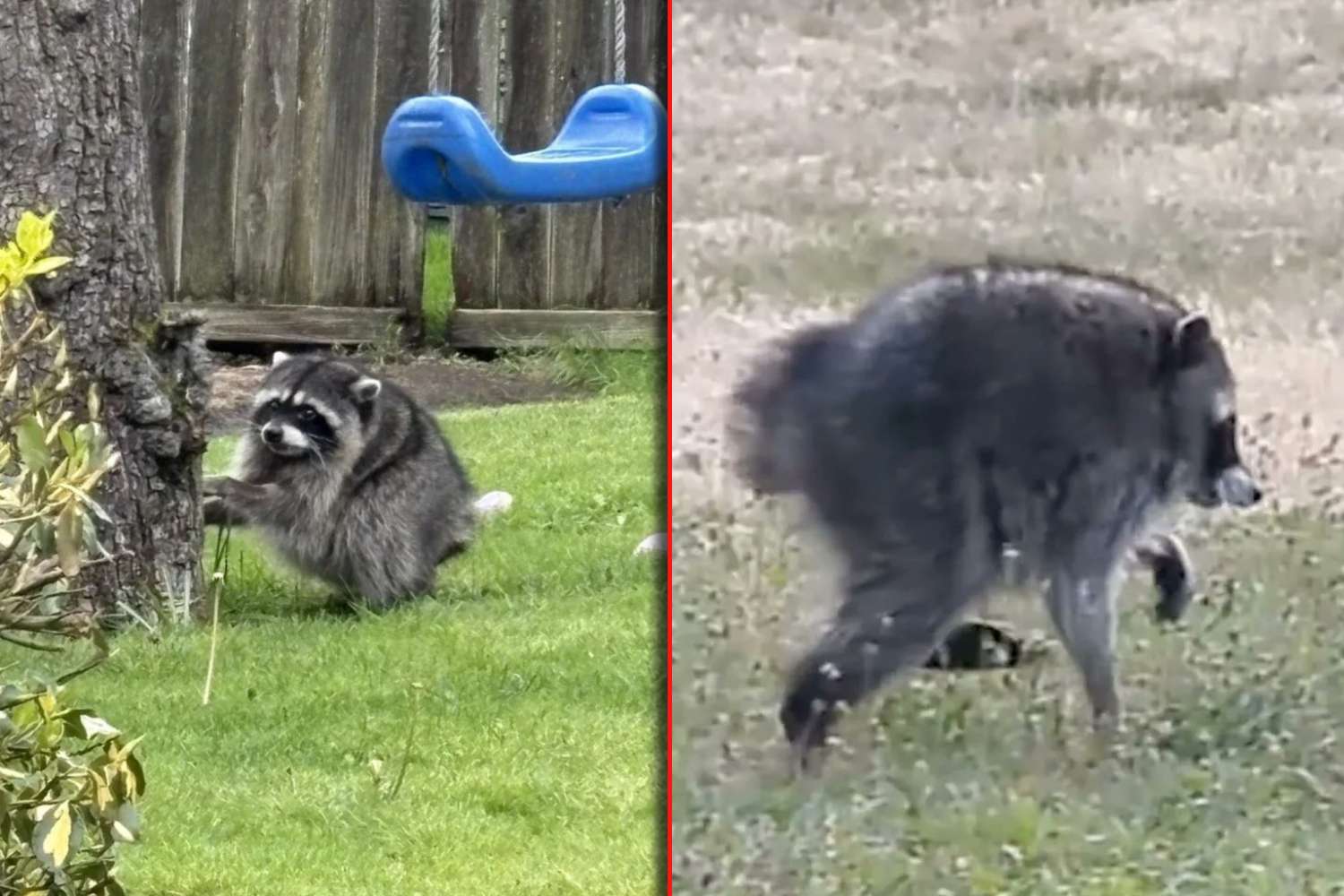 jimothy the raccoon goes viral