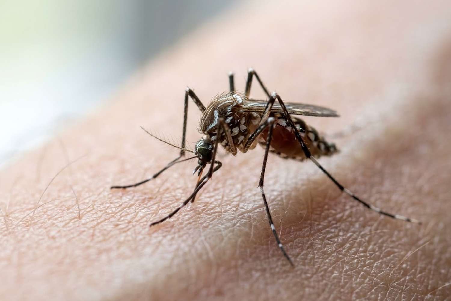 invasive mosquitoes london zika dengue