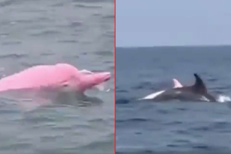 pink dolphins in oman qantab beach video