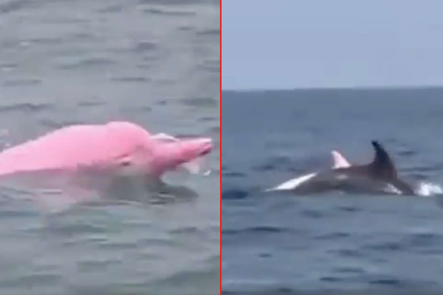 Pink dolphins in Oman: Pod filmed off Qantab Beach